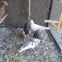 چهارعددحیوون قیمت مناسب