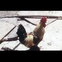 خروس محلی