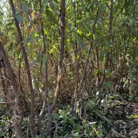 نهالستان گردو های اصلاح شده و پیوندی پالیز|خدمات باغبانی و درختکاری|هرسین, |دیوار