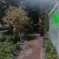 انواع گل و گلدان به صورت تک و عمده|گل و گیاه طبیعی|کرج, فاز ۳ مهرشهر|دیوار