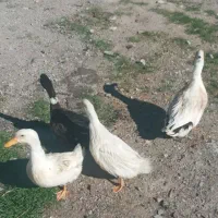 اردک نر وماده|حیوانات مزرعه|سیوان, |دیوار