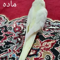 جفت عروس هلندی لوتینو مولد|پرنده|لنگرود, |دیوار