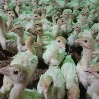 جوجه بوقلمون بیوتی6