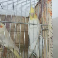 عروس هلندی و کوتوله