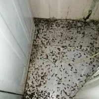 سمپاشی کلیه حشرات سوسک ساس کنه موش سم پاشی درختان