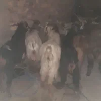 کهره، بز، باقیمت منصفانه،چپش|حیوانات مزرعه|یاسوج, |دیوار