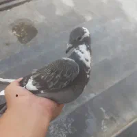 کبوتر