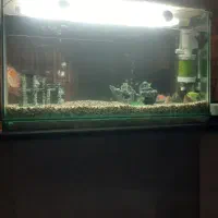 شش عدد ماهی کالر خوش رنگ دارم میفروشم