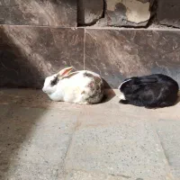 حمیدیه|موش و خرگوش|حمیدیه, |دیوار