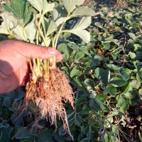 نهال توت فرنگی سابرینا دونه ای هزار