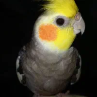 یک عدد عروس هلندی نر گم شده