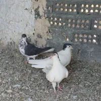 کفتر