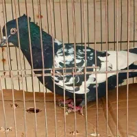 کبوترشهرستانی با قفس