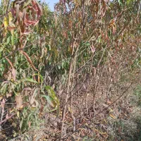 نهالستان صداقت بدون واسطه خرید کنید|عمدهفروشی|خان ببین, |دیوار