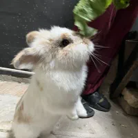 خرگوش لپی هلندی