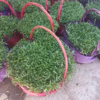 سبزه عید نوروز۴۰۵|گل و گیاه طبیعی|شیراز, کوشک میدان|دیوار