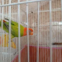 یک عدد برزیلی نر کله قمر مست رام