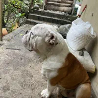 سگ انگیش بولداگ نر جهت جفت گیری|سگ|ساری, |دیوار