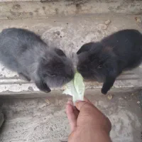 خرگوش