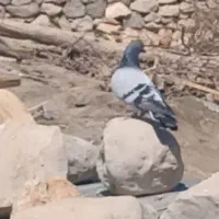 پلاکی مسافتی