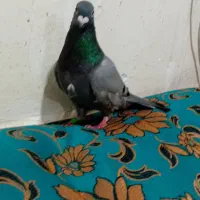 هویز
