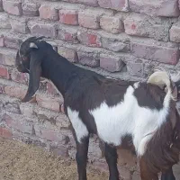 کهره نر مری لنگه دوتای از نژاد خیلی شیری