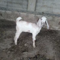 یک عددبزغاله نر پاکستانی