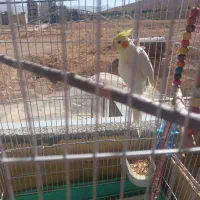 عروس هلندی|پرنده|شهرکرد, |دیوار