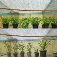 گل و گیاه آپارتمانی|گل و گیاه طبیعی|مشهد, رضاشهر|دیوار