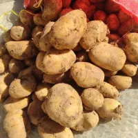 سیب زمینی چیلی تازه۲۰۰الا۳۰۰کیلو|خوردنی و آشامیدنی|اسدآباد, |دیوار