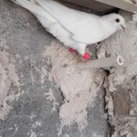 کبوتر سفید کرمونی نر