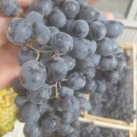 انگور سردشت|خوردنی و آشامیدنی|تهران, آرژانتین|دیوار