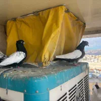 کبوتر|پرنده|مرودشت, ابوذر شمالی‎|دیوار