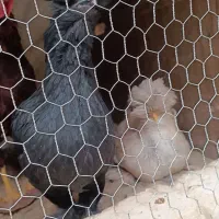 دو عدد نیمچه سلطان