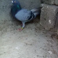 سبز نر