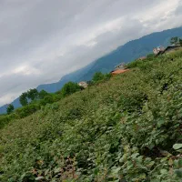 زمین مسکونی ۶ دانگ لیسار