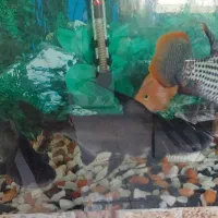 ماهی گرین ترور و پرت