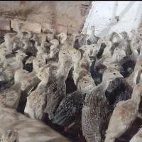 بوقلمون چهل روزه