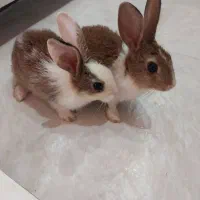 خرگوش