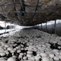 سرمایه گذاری با درآمد بالا زود بازده در صنعت قارچ