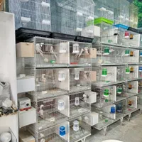 کاسکو راهب ملنگو گرینچیک عروس برزیلی مینا سهره|پرنده|همدان, |دیوار