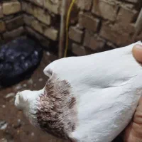 کبوتر طوقی جفت نر و ماده|پرنده|باوی, |دیوار