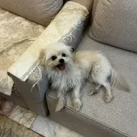 سگ پیدا شده