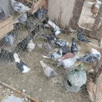 کبوتر یا کفتر