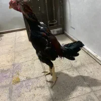 خروس لاری تاج مهر|حیوانات مزرعه|تهران, شکوفه (عبدل آباد)|دیوار