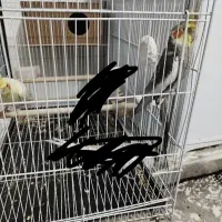 عروس هلندی مولد|پرنده|بندرعباس, |دیوار