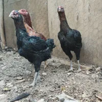 مرغ و خروس و جوجه لاری|حیوانات مزرعه|ضیاء آباد, |دیوار