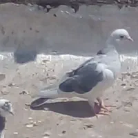 کبوتر مومن اباد|پرنده|ازنا, |دیوار