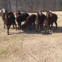 بره نر وماده|حیوانات مزرعه|قزوین, |دیوار