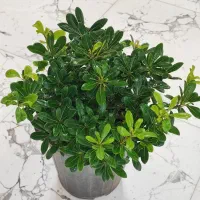 گل فروشی|گل و گیاه طبیعی|جهرم, |دیوار